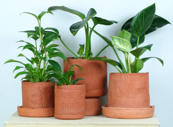 Green plants in clay handmade pots.