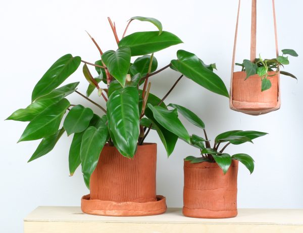An array of green plants in clay hand-made pots on a table with one hanging from the ceiling.