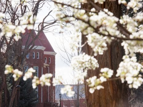cherry blossoms in front of old main 