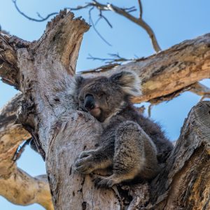 Koala sleeping in a tree