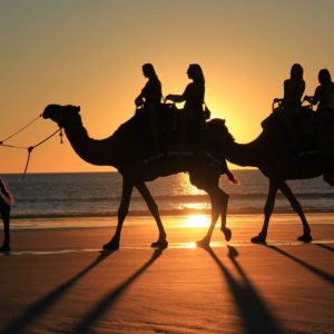 People on camels walking on the beach at sunset.