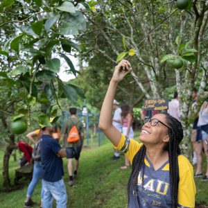 Student examining a tree