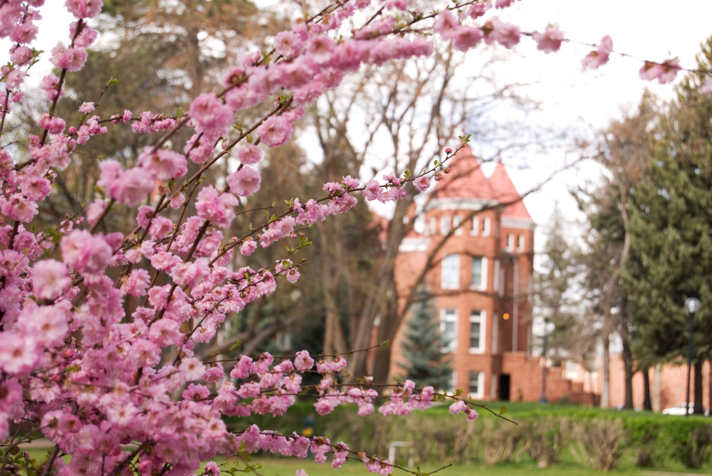 Pink cherry blossoms in front of Old Main on NAU Flagstaff campus.