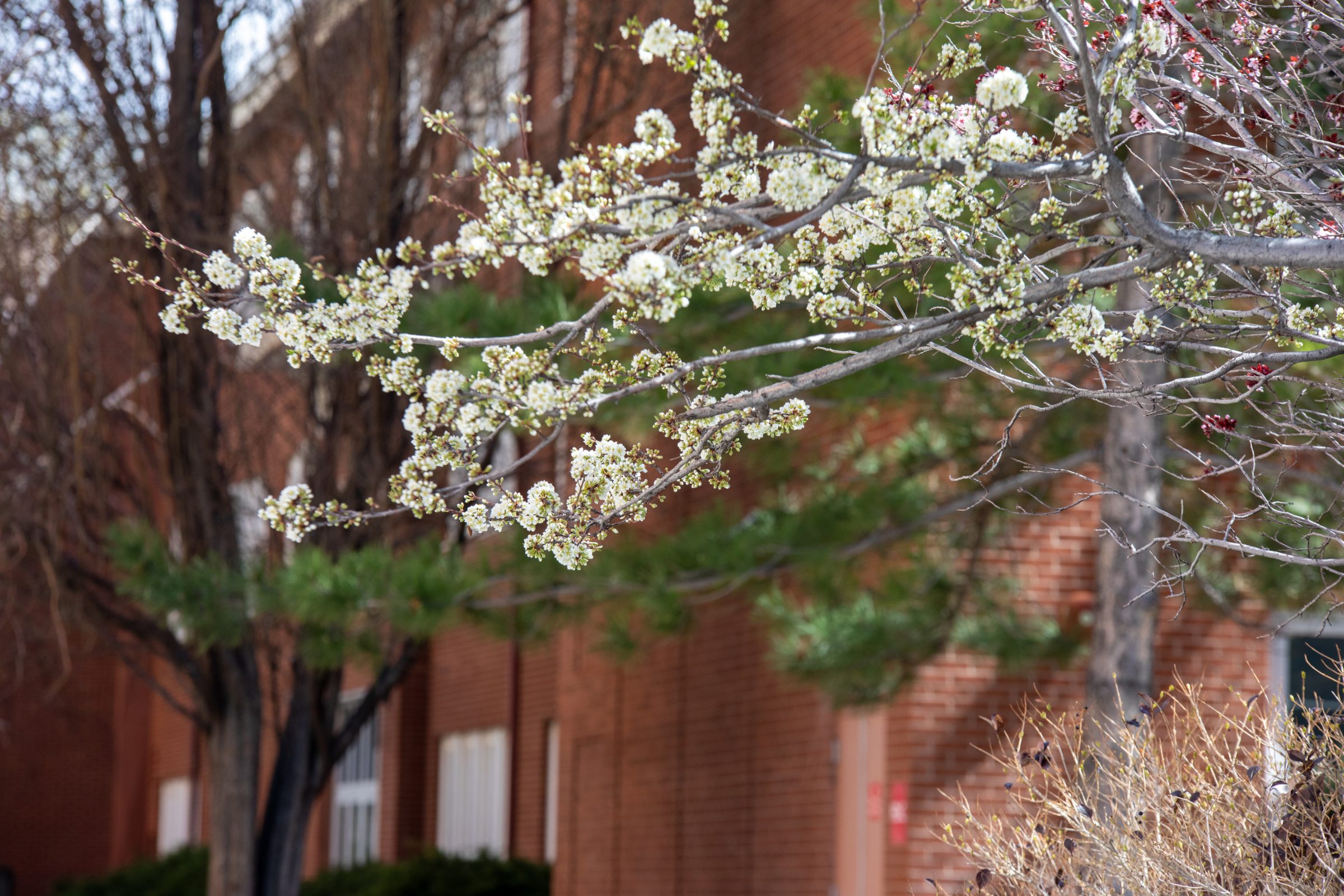 White apple blossoms with a red brick building in the background.