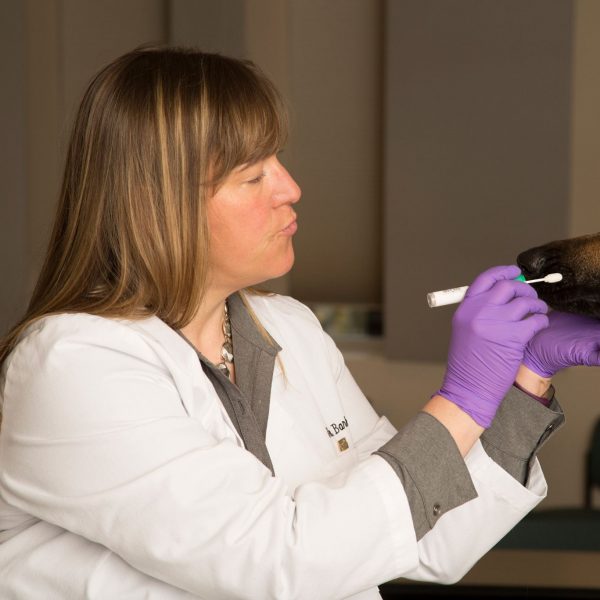 Associate Professor Bridget Barker about to take sample from German Shepard dog.