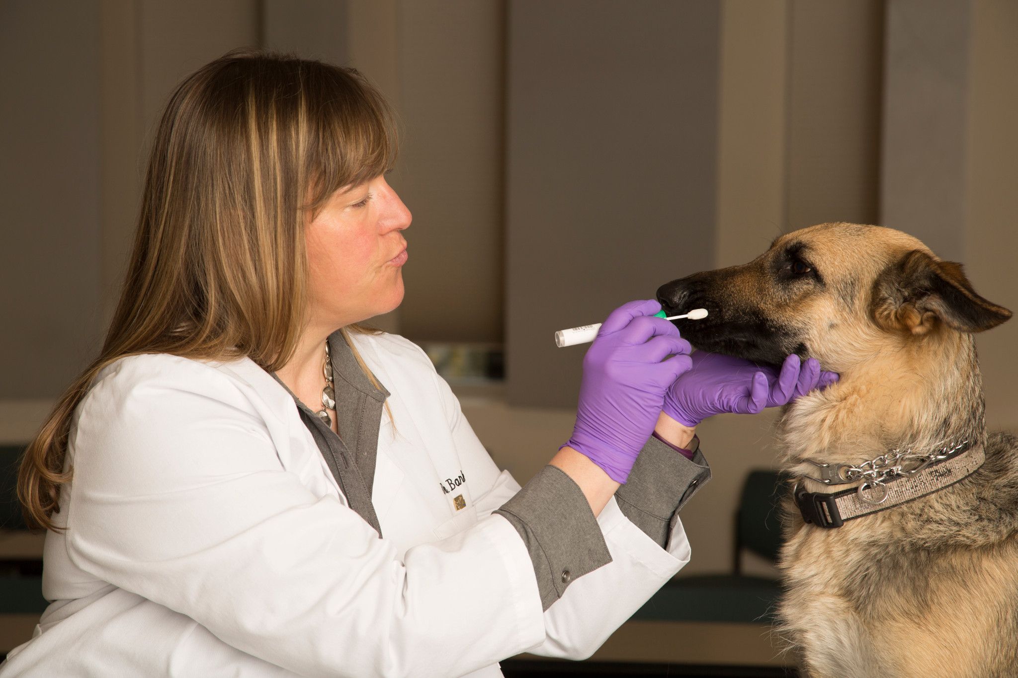 Associate Professor Bridget Barker about to take sample from German Shepard dog.