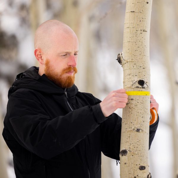 Connor Crouch, PhD Forest Science student, measures the diameter of an aspen tree.