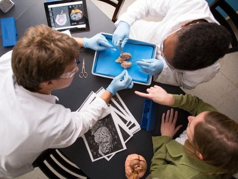 Students dissecting a brain