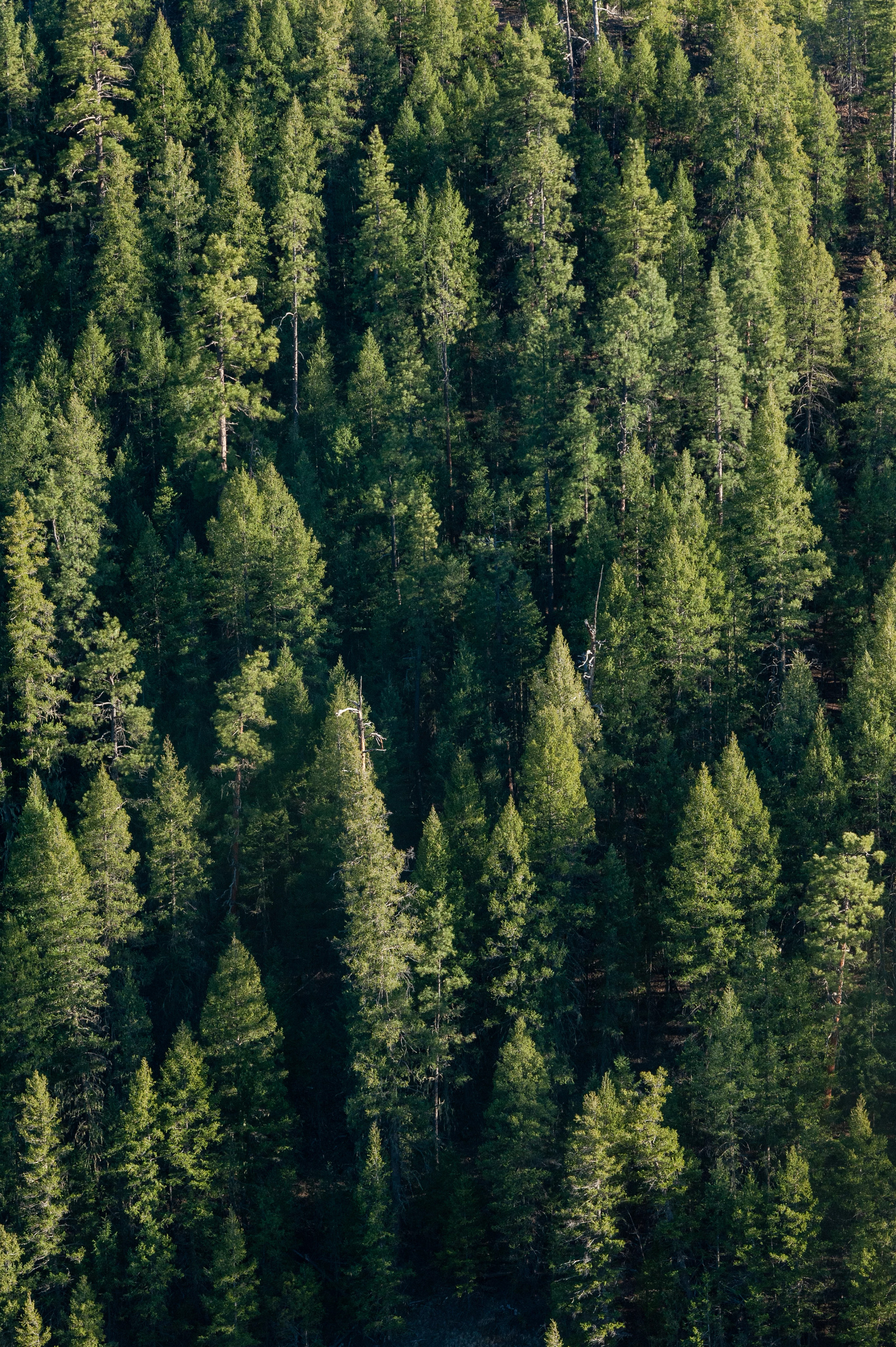 Overhead shot of pine trees.