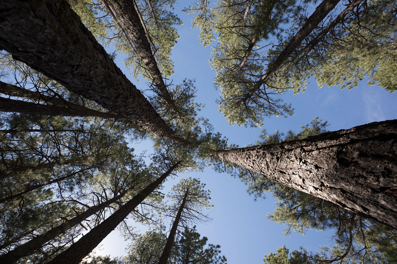 Ponderosa pine trees and blue sky.