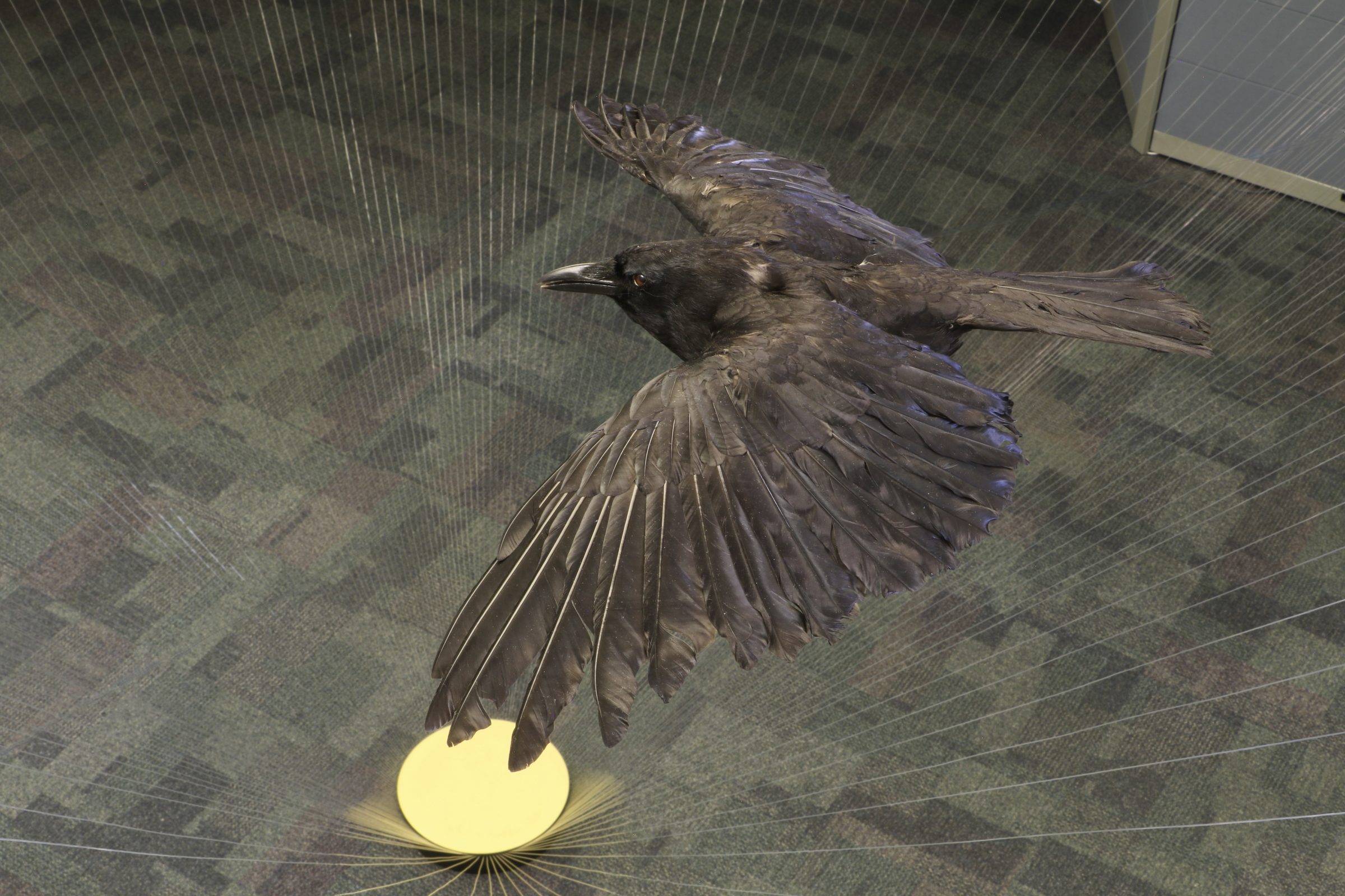A photo of the Expanding Home and Place installation from the second floor, showing the crow flying with the pollen circle in the background.