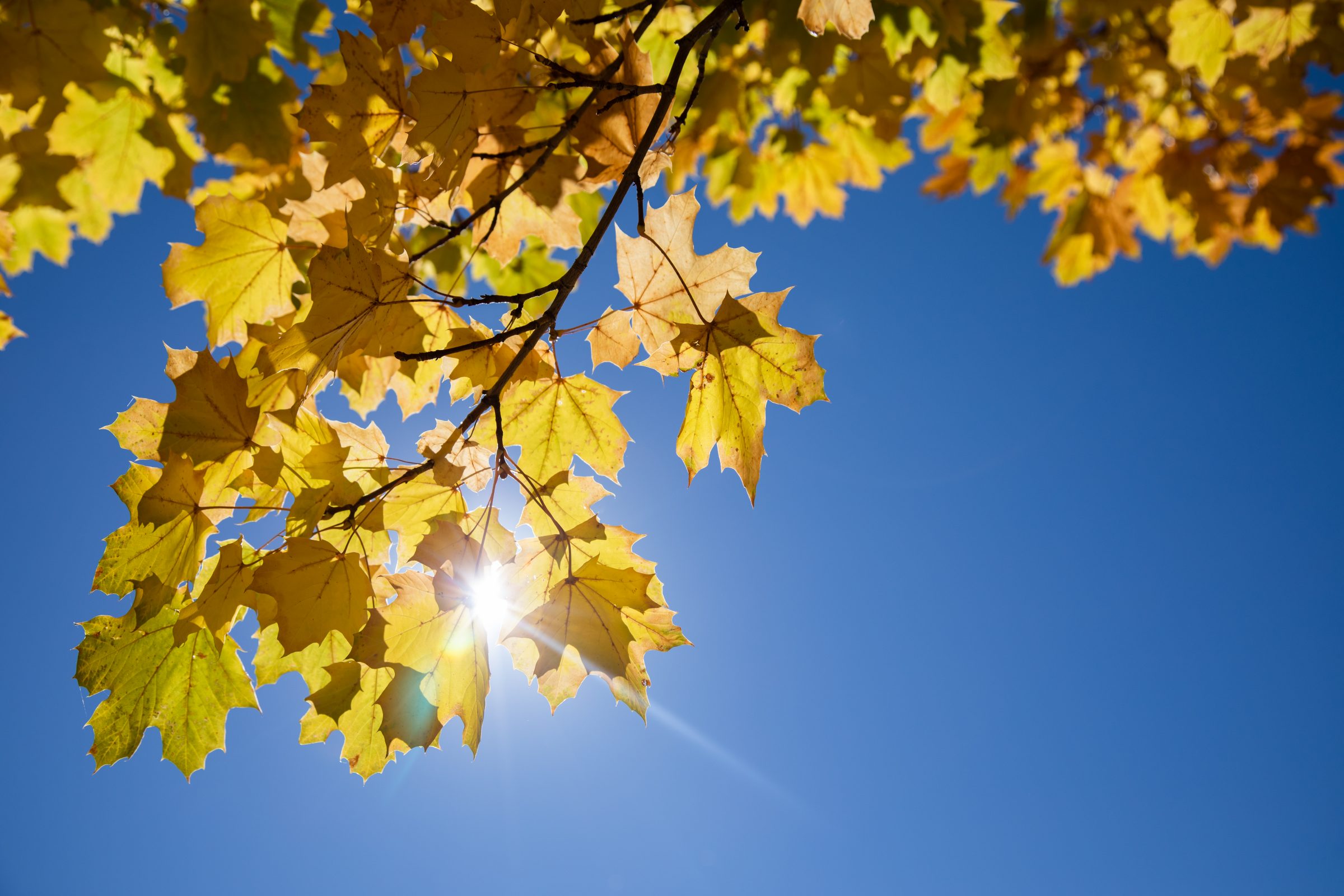 Yellow fall leaves.
