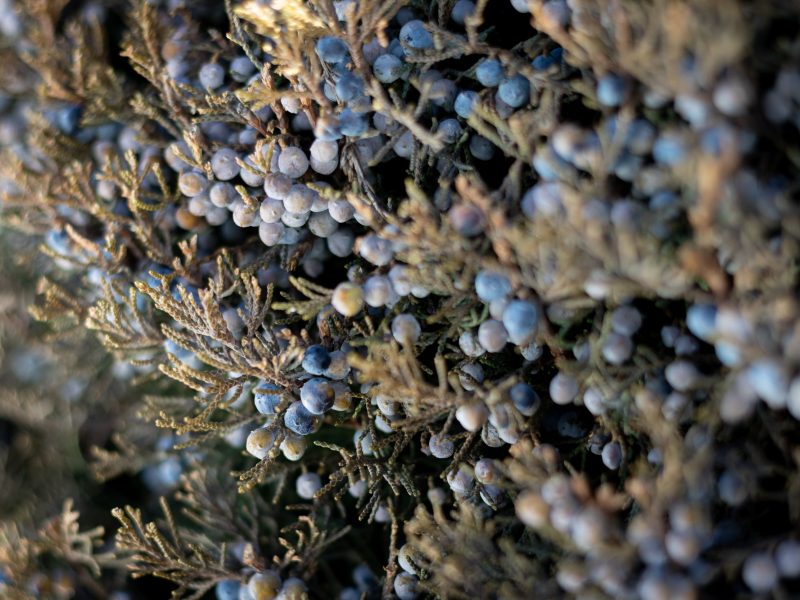 Berries.