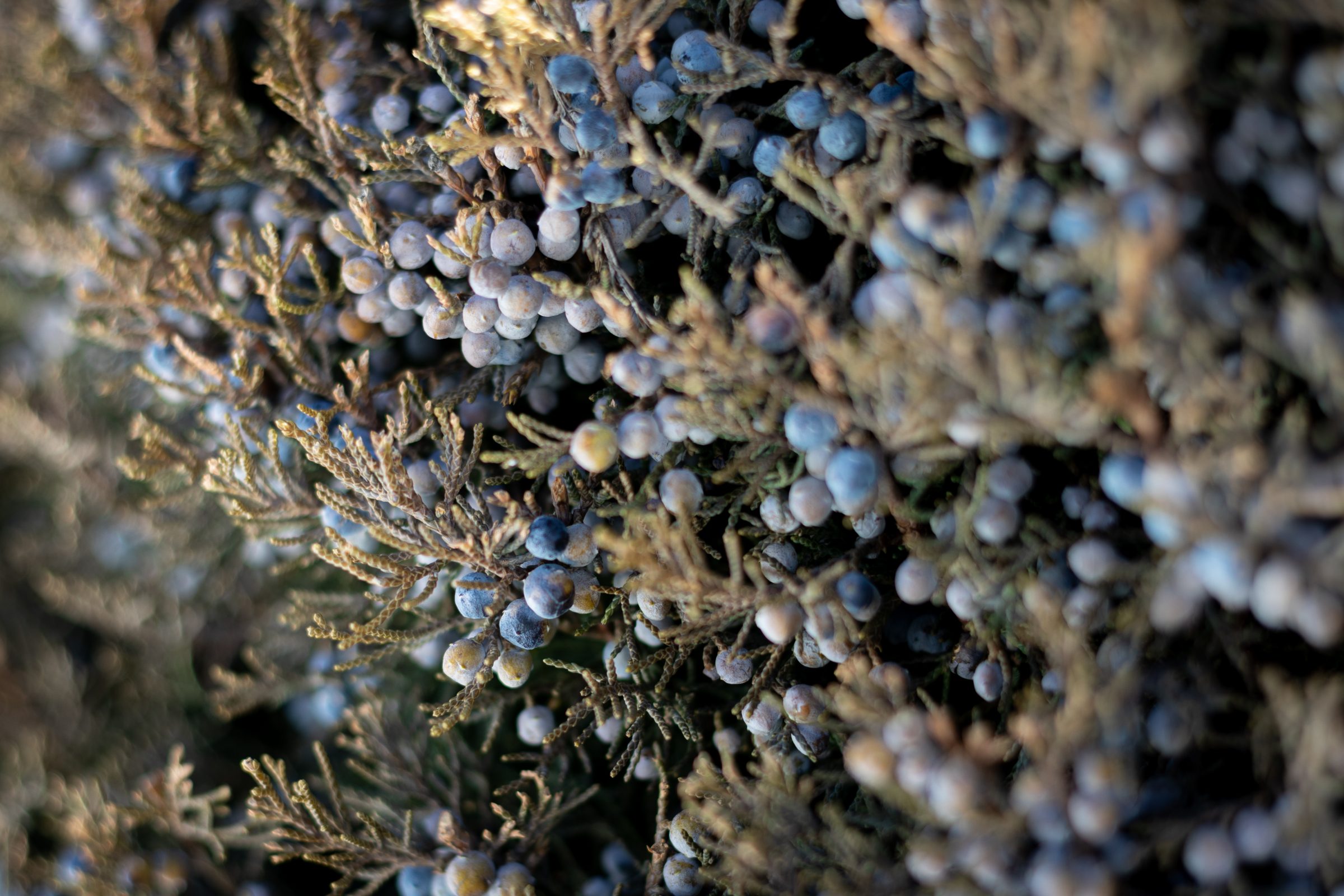 Berries.