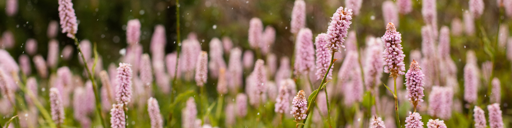 Light snow falling on the flowers in springtime.