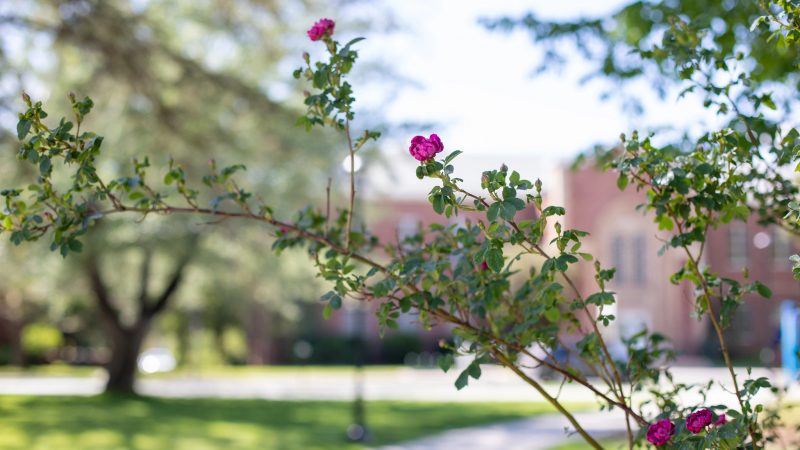 Roses with campus buildings in the background.