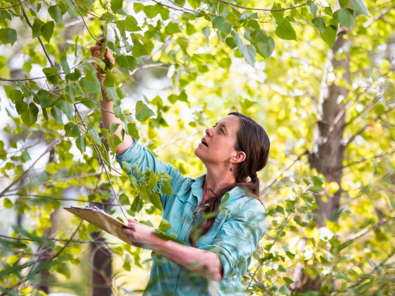 Researcher Rebecca Best inspecting trees.