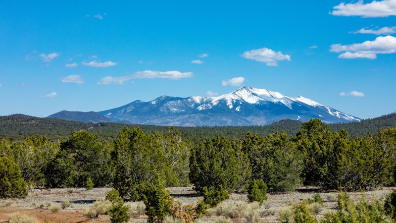 San Francisco Peaks mountains in background, with fields of green trees in front of them.