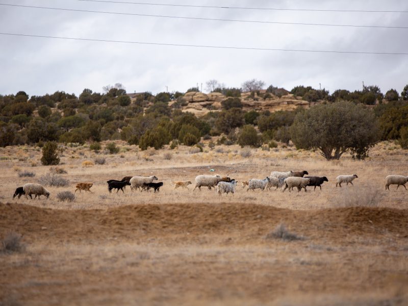 Group of sheep standing in a field on the reservation.