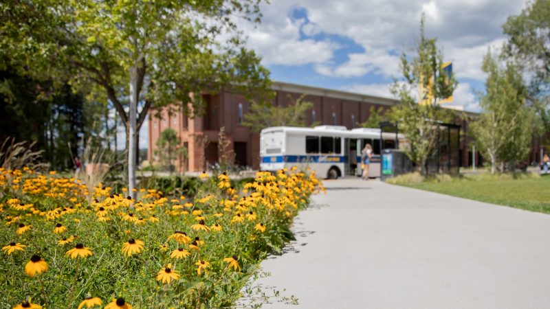 Yellow blossoms on the opening day of Northern Arizona University's academic year.