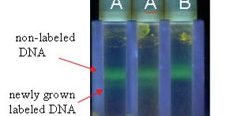 image of DNA