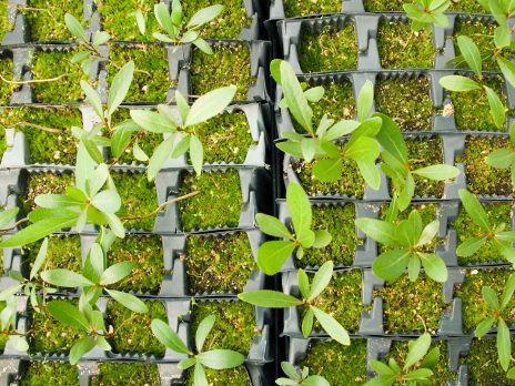 Tiny plants are growing in small pots