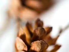 pine cones in the Deaver Herbarium