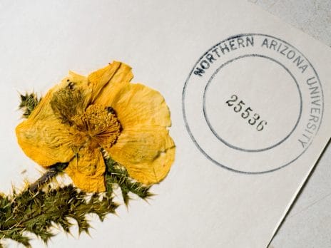 picture of yellow plant on white card