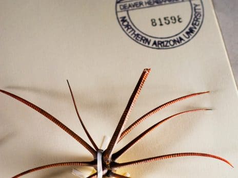 cactus spines on a white card