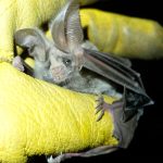 Pathogen Detection and Transmission in Wildlife Reservoirs