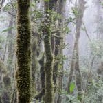 Understanding Tropical Forest Productivity