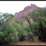 Detecting an Invasive Species in the Grand Canyon