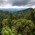 Informing UN-assisted National Biodiversity Strategy Action Plans with Earth Observations