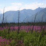Determining the Vulnerability and Resilience of Boreal Forests and Shrubs across Northwestern North America