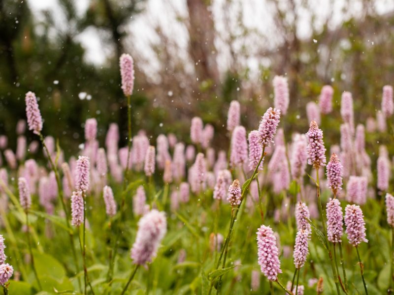 Beautiful image of a flowerbed.